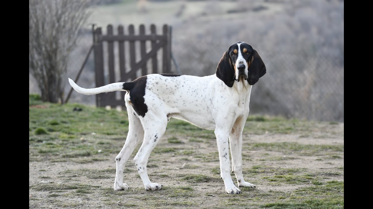 Sniper au pied - Entraînement - Gascon Saintongeois