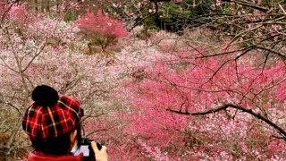 梅の郷「青梅梅園」 青梅市, TOKYO.avi (DivX)