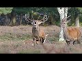 Red deer rut  pure action