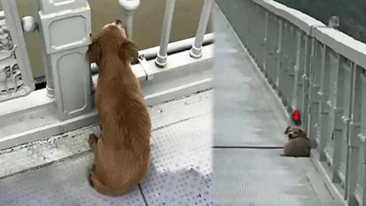 The Man Jumped Off the Bridge and the Dog Lay On the Bridge Hoping for ...