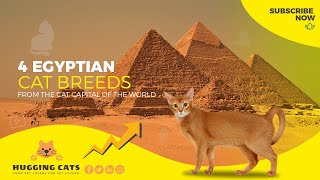 Discovering The Mysterious Origins of Egypt's 4 Unique Cat Breeds by Hugging Cats 45 views 1 year ago 3 minutes, 53 seconds