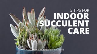 Indoor Succulent Care: 5 Tips for keeping your indoor succulents healthy screenshot 4