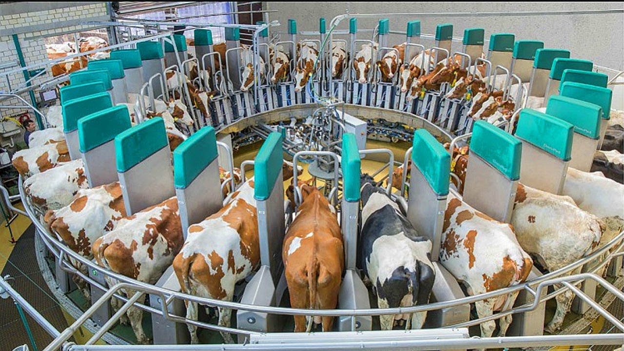 Intelligent Technology Modern Cow Calf Transportation Automatic Hay Milk Feeding Smart Cowshed Farm