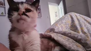 Morning snuggle time with purring cat by Cookie the Calico 19,032 views 1 year ago 43 seconds