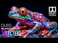 8K HDR 240fps OLED Test Demo Breathtaking Beauty | Ultimate Dolby Vision™ Experience