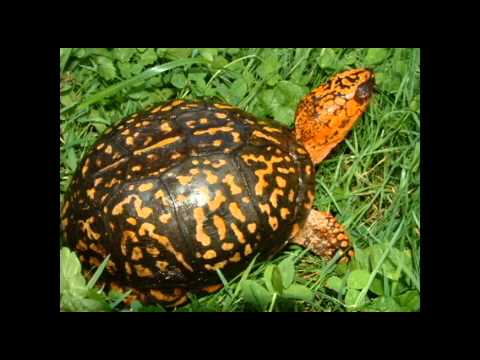 REPTILE EXAM: CARAPACE & PLASTRON OF TURTLE SHELL.avi