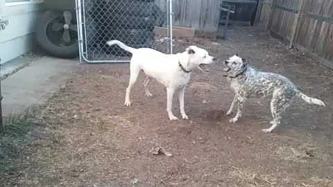 Dogs fighting