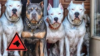 Top 7 Perros Que Tienen Instinto de Pelea