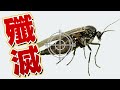 殲滅せよ！にっくきコバエを簡単に絶滅させる方法はコレ