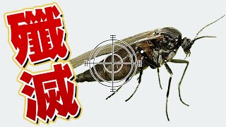 殲滅せよ！にっくきコバエを簡単に絶滅させる方法はコレ