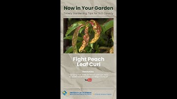 Fight Peach Leaf Curl