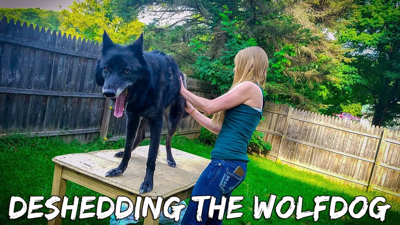 skydive chicago DeShedding A Wolfdog