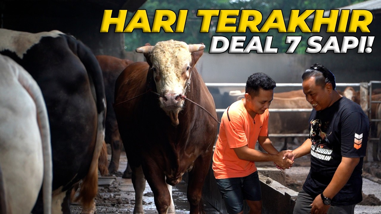 HARI TERAKHIR DI LAMPUNG MASIH SEMPET DEAL 7 SAPI JUMBO! - YouTube