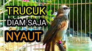 Suara burung trucukan gacor memanggil lawan pancingan trucuk betina memanggil jantan agar bunyi