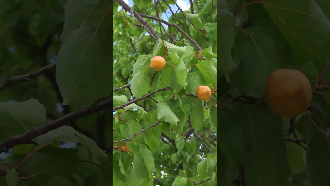Apricot season in Tajikistan 