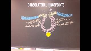 Primary Neurulation Chalk Talk