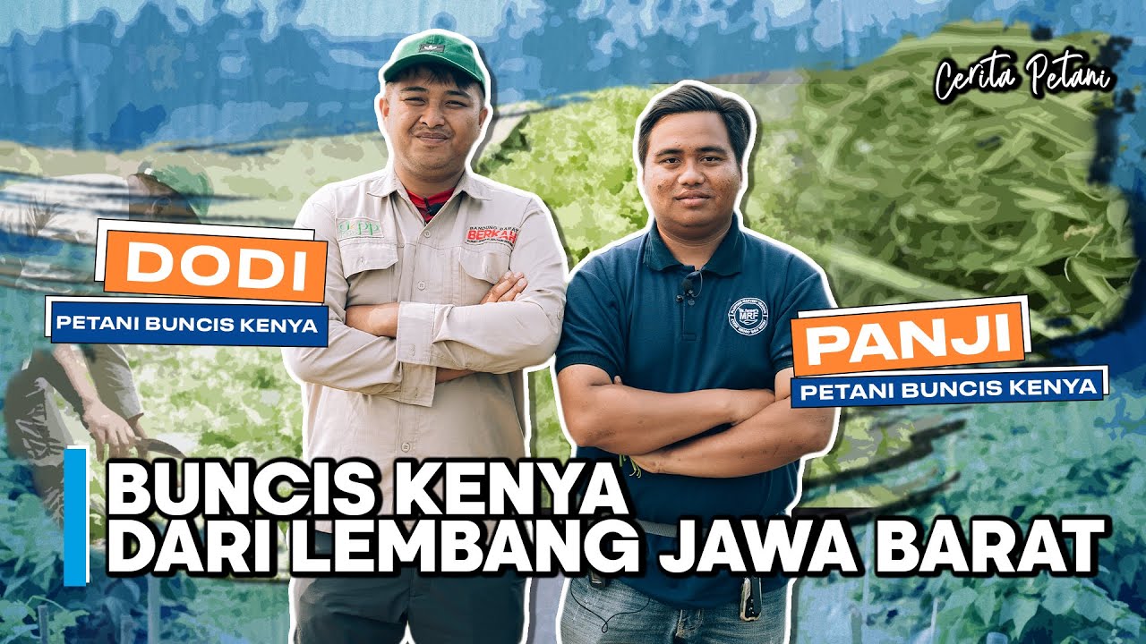 Cerita Petani Eps. 2 | KELOMPOK TANI LEMBANG EKSPOR BUNCIS KENYA