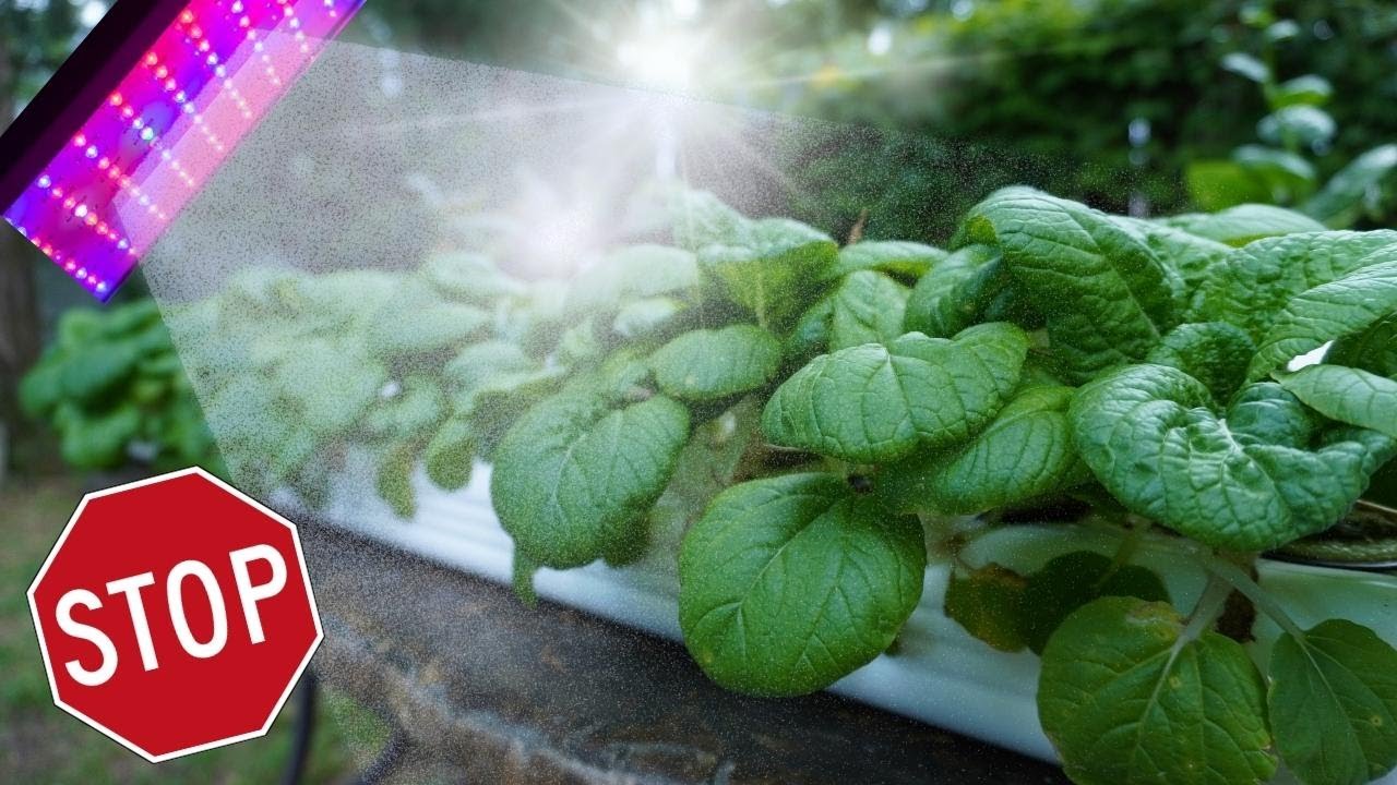Watch This Before You Buy Grow Lights, What You Need to Know About Lighting Your Plants