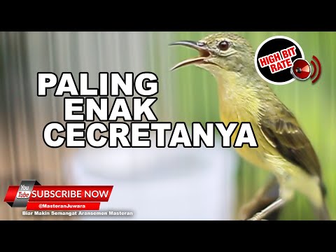 SUARA AIR ALAM PENYEJUK MENTAL BURUNG MACET BUNYI, TERAPI AIR UNTUK SEMUA JENIS BURUNG MACET BUNYI