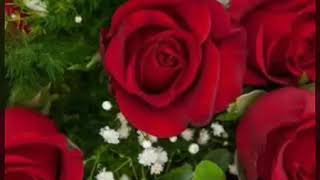 Kime Kin Ettinde Giydin Alları Resimi