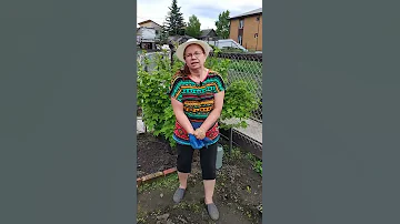 Не люблю работать в перчатках! Ревень поможет!