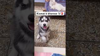 Problem with husky puppy Ep.8 #shorts #gulabisadi