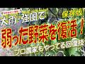 大雨や強風で傷んだ野菜を復活させる!(台風・大型低気圧通過後の野菜の回復方法を完全解説!)