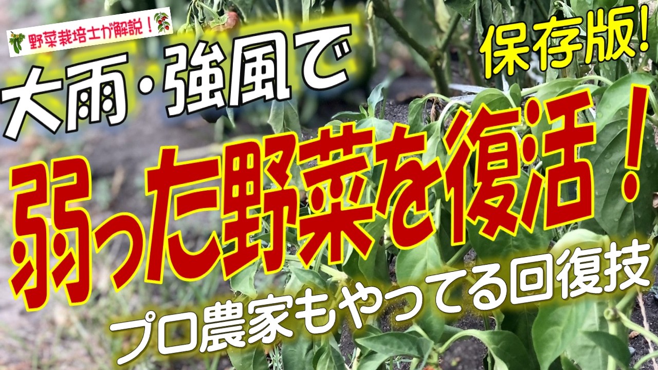 大雨や強風で傷んだ野菜を復活させる！（台風・大型低気圧通過後の野菜 