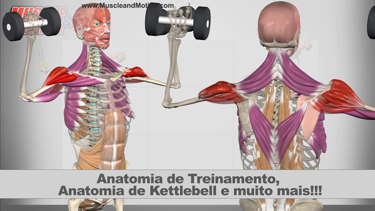 muscles of the foot App de anatomia muscular 3D e exercícios interativos profissionais para fitness.