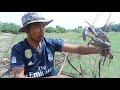 Mud Crabs Catching|Finding A lot Of Crabs And Catch By Hand In Dry Season