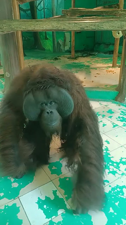 Orangutan Slowly Walked and Attacked | #funny #wildlife
