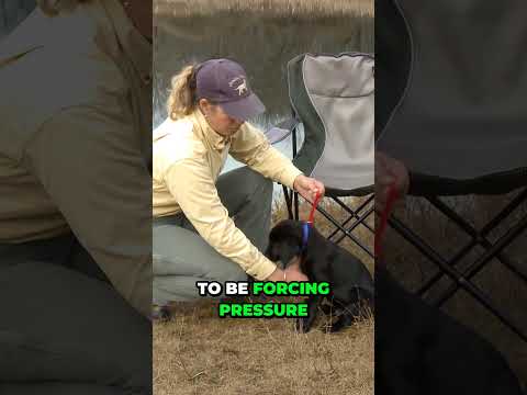 Video: Hvordan å pleie en hund hjemme