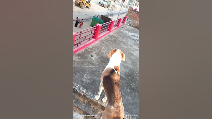 #viral #youtube #public #dog