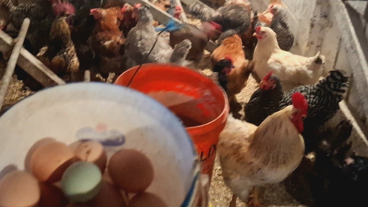 Яйця,круглий рік,супер рецепт на шару‼️Кури як хобі,а не бізнес❌️Зелені яйця,та міні курятник‼️