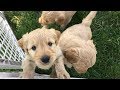 Goldendoodle Puppies Denver Available