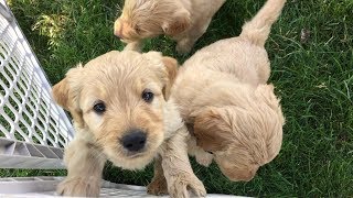 Goldendoodle Puppies Denver Available