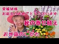 おなじみのお花で秋の寄せ植え【お世話のしかた】愛媛県Mさまへお誕生日のプレゼント