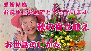 おなじみのお花で秋の寄せ植え【お世話のしかた】愛媛県Mさまへお誕生日のプレゼント