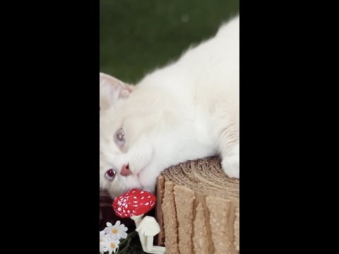 Video: Doe-het-zelf kattenkrabpalen: is het makkelijk om ze te maken