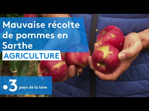 Dans le Sud- Sarthe, la cueillette des pommes a débuté avec 3 semaines de retard.
