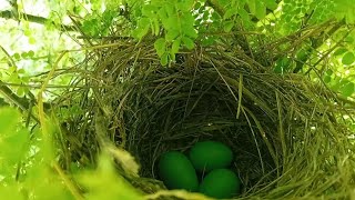 wild bird nesting video | Aamir Ali official |