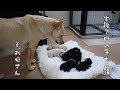 突然ですが大家族になりました【保護犬預かり日記】