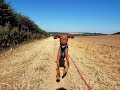 Basil - 8 Month Old Hungarian Vizsla - 3 Weeks Residential Dog Training
