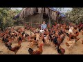 Chicken breeding.  Farmers bring chickens to the market to sell poorly.  (Episode 143).