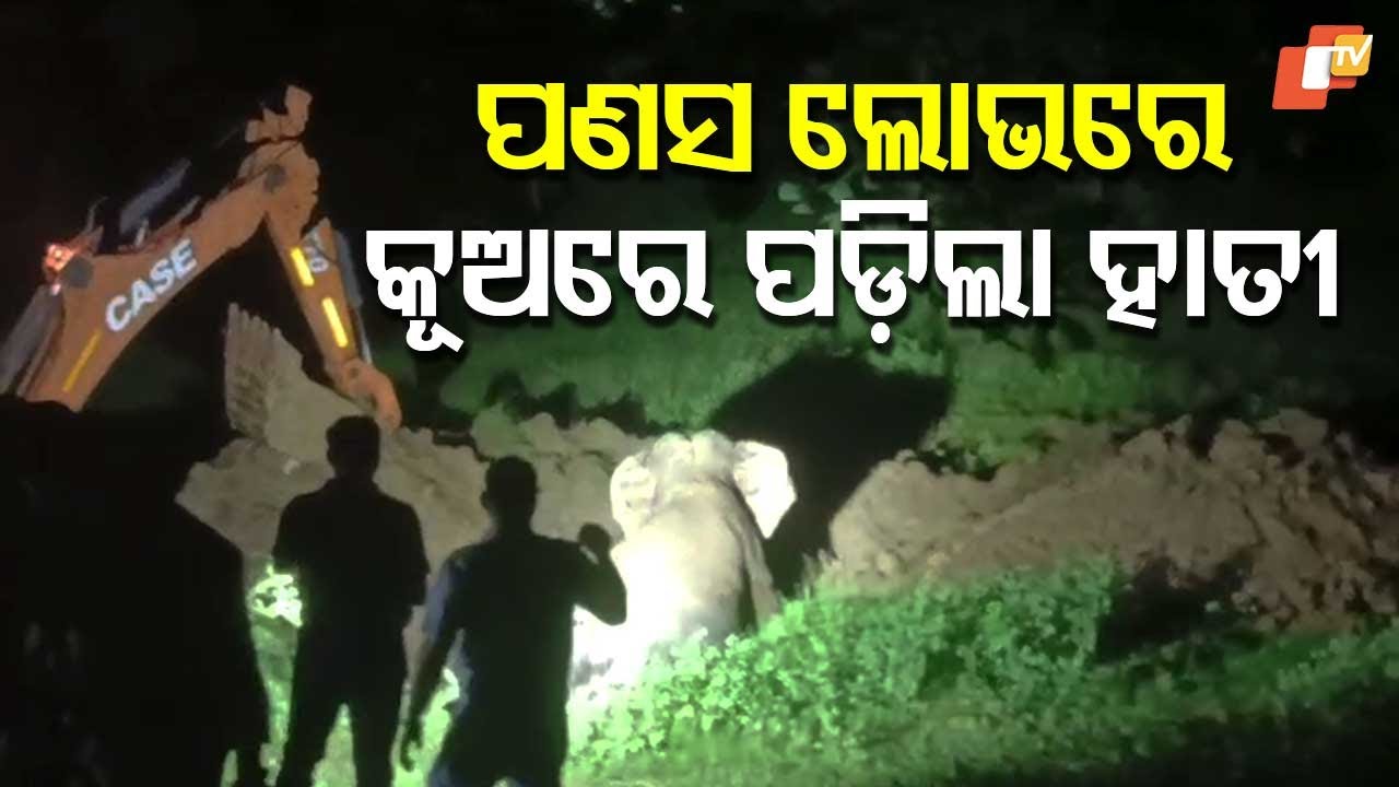Elephant Rescued After Hours from Abandoned Well in Banki, Odisha Division