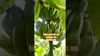 Probinsya #shortvideo #animals #nature