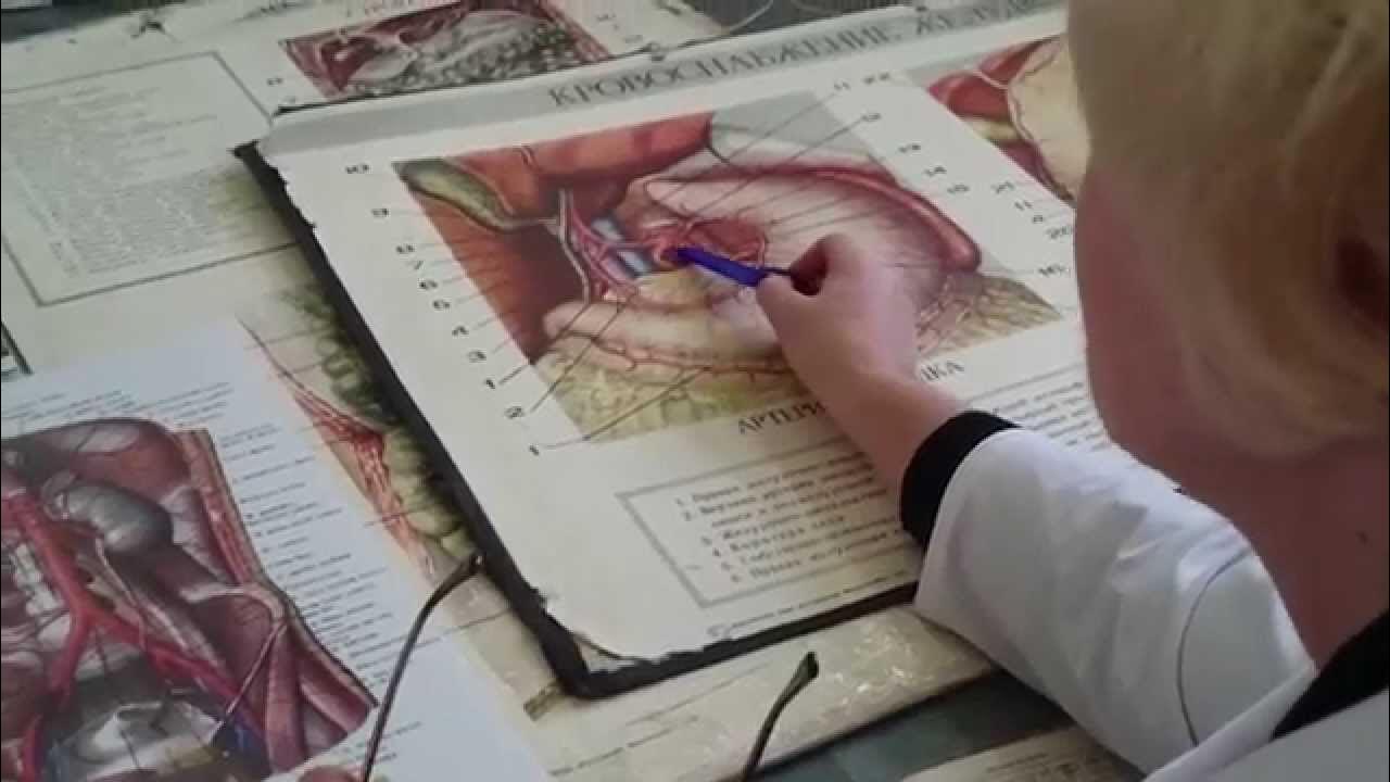 Вены передней брюшной стенки анатомия