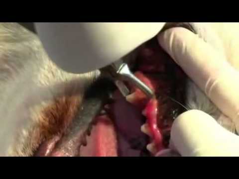 Kruuse iCplaque - индикатор зубного налета у животных