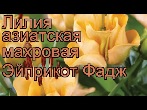 Лилия азиатская махровая Эйприкот Фадж &#55356;&#57151; обзор: как сажать, луковицы лилии Эйприкот Фадж