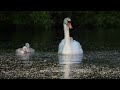 Strichen Swans fare growing